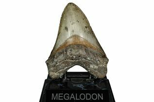 Fossil Shark Teeth For Sale