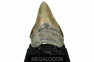 Serrated, Fossil Megalodon Tooth - North Carolina #344048