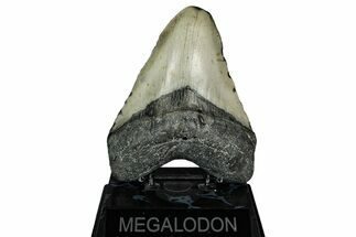 Fossil Megalodon Tooth - North Carolina #344049