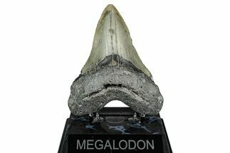 Serrated, Fossil Megalodon Tooth - North Carolina #344053