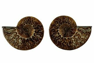 Cut & Polished, Agatized Ammonite Fossil - Madagascar #344097
