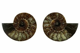 Cut & Polished, Agatized Ammonite Fossil - Madagascar #344099
