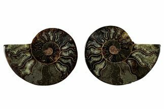 Cut & Polished, Agatized Ammonite Fossil - Madagascar #344101