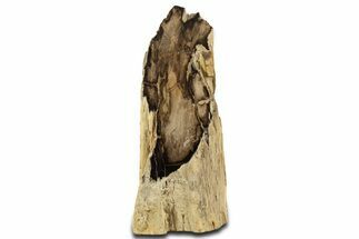 Polished Petrified Wood Stand-up - McDermitt, Oregon #344106