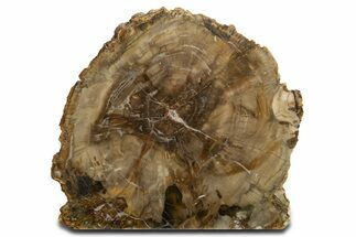 Colorful Polished Triassic Petrified Wood Stand-Up - Utah #344110