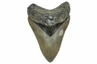Serrated, Fossil Megalodon Tooth - North Carolina #338551