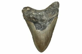 Serrated, Fossil Megalodon Tooth - North Carolina #338557