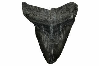 Bargain, , Fossil Megalodon Tooth - Georgia #338771