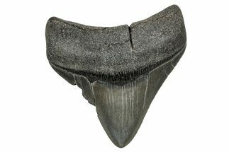 , Fossil Megalodon Tooth - Georgia #338778