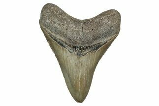 Serrated, Fossil Megalodon Tooth - North Carolina #344063