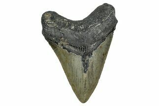 Serrated, Fossil Megalodon Tooth - North Carolina #344069