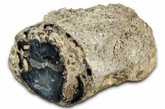 Wide Petrified Wood (Schinoxylon) Limb - Blue Forest, Wyoming #344117