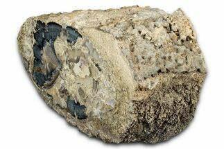 Wide Petrified Wood (Schinoxylon) Limb - Blue Forest, Wyoming #344119