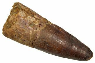 Fossil Spinosaurus Tooth - Real Dinosaur Tooth #344180