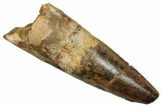 Fossil Spinosaurus Tooth - Real Dinosaur Tooth #344182