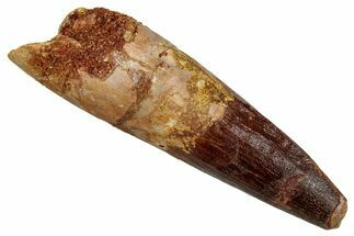 Fossil Spinosaurus Tooth - Real Dinosaur Tooth #344193