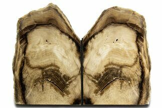 Tall Petrified Wood Bookends - McDermitt, Oregon #344136