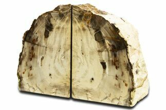 Tall, Colorful Petrified Wood Bookends - Washington #344140