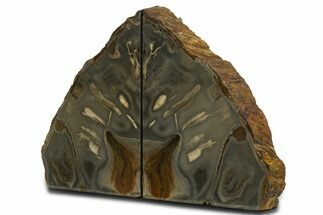 Polished Petrified Wood Bookends - Stinking Water Creek, Oregon #344143