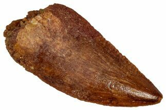 Serrated Raptor Tooth - Real Dinosaur Tooth #332873