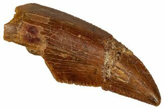 Serrated Raptor Tooth - Real Dinosaur Tooth #332881