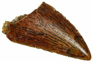 Serrated Raptor Tooth - Real Dinosaur Tooth #332884