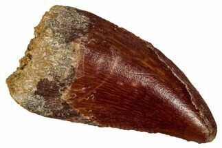 Serrated Raptor Tooth - Real Dinosaur Tooth #332896
