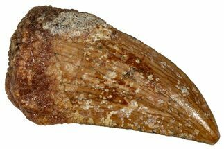 Serrated Raptor Tooth - Real Dinosaur Tooth #332910