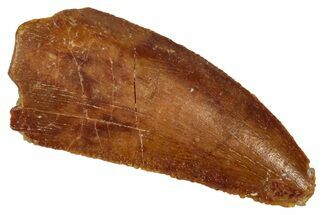 Serrated Raptor Tooth - Real Dinosaur Tooth #333359