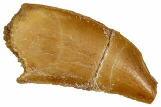 Bargain Raptor Tooth - Feeding Worn Tip #333367