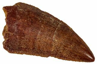 Serrated Raptor Tooth - Real Dinosaur Tooth #333371