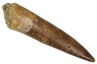 Fossil Plesiosaur (Zarafasaura) Tooth - Morocco #344203