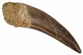 Fossil Plesiosaur (Zarafasaura) Tooth - Morocco #344206