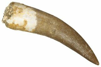 Fossil Plesiosaur (Zarafasaura) Tooth - Morocco #344222