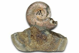 Iridescent, Pyritized Ammonite (Quenstedticeras) Fossil Display #344263