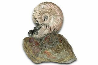 Iridescent, Pyritized Ammonite (Quenstedticeras) Fossil Display #344266