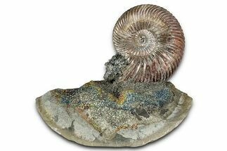 Iridescent, Pyritized Ammonite (Quenstedticeras) Fossil Display #344278