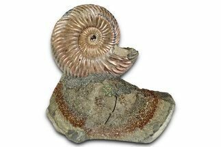 Iridescent, Pyritized Ammonite (Quenstedticeras) Fossil Display #344281