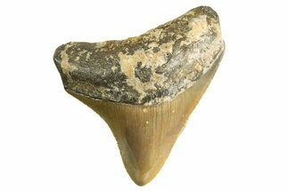 Juvenile Megalodon Tooth - North Carolina #344339