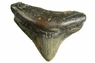Juvenile Megalodon Tooth - North Carolina #344340