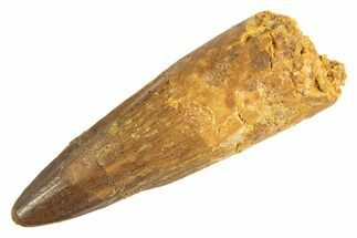 Fossil Spinosaurus Tooth - Real Dinosaur Tooth #344344