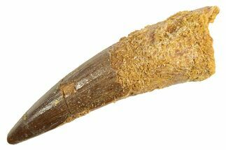 Fossil Spinosaurus Tooth - Real Dinosaur Tooth #344351