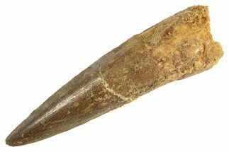 Fossil Spinosaurus Tooth - Real Dinosaur Tooth #344362