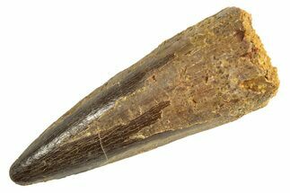Fossil Spinosaurus Tooth - Real Dinosaur Tooth #344364