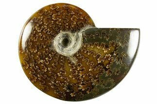 Polished Ammonite (Cleoniceras) Fossil - Madagascar #344299