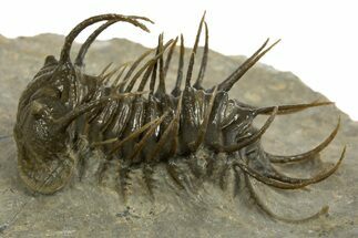 Well Prepared, Spiny Koneprusia Trilobite - Ofaten, Morocco #344458