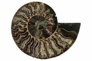 Cut & Polished Ammonite Fossil (Half) - Madagascar #344398