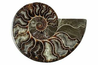 Cut & Polished Ammonite Fossil (Half) - Madagascar #344406