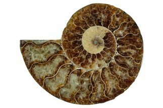 Cut & Polished Ammonite Fossil (Half) - Madagascar #344416