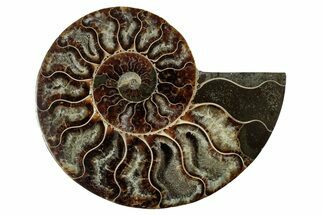Cut & Polished Ammonite Fossil (Half) - Deep Crystal Pockets #344422